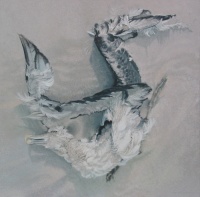 Albatross wing