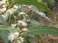 Eucalyptus flowers