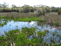 Wetland Flora