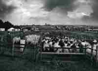 Sheep Fair Field- The Roll Up