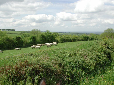 sheep from William`s back