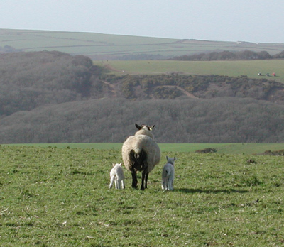 sheep on fullabrook down
