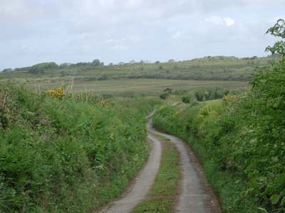 moorland between meddon and harbourcross plantation