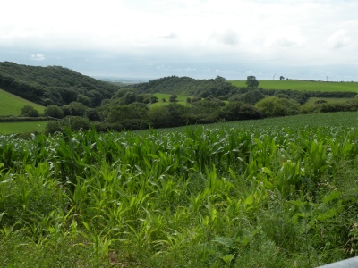 Tathill Wood from Metcombe Lane
