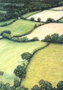 Fields near Rosemoor by Christine Lovelock